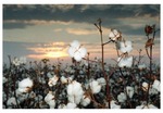 Cotton at sunset